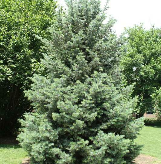 Concolor fir